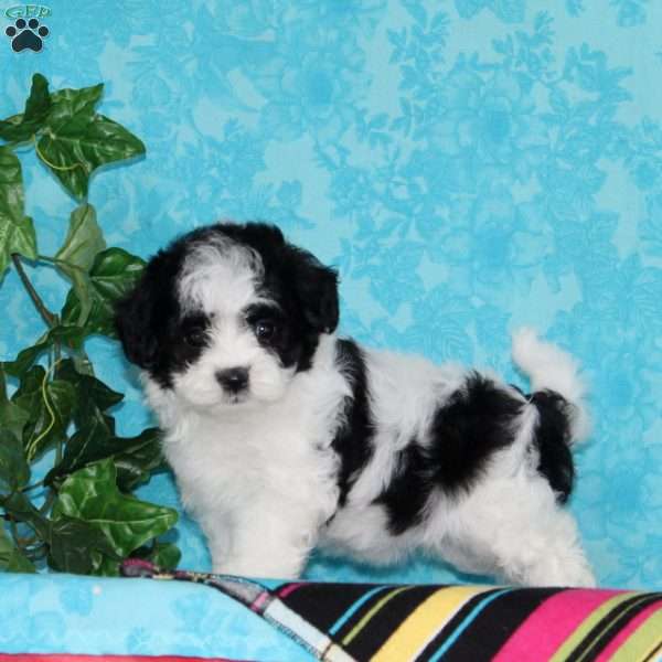 Jenny, Maltipoo Puppy